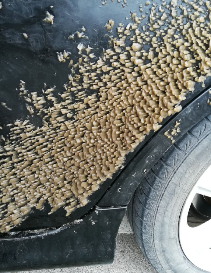 Weird Ice Formation On My Car Last Winter