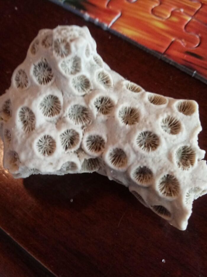 Found This On The Beach. Its Fascinating But Skin Crawling