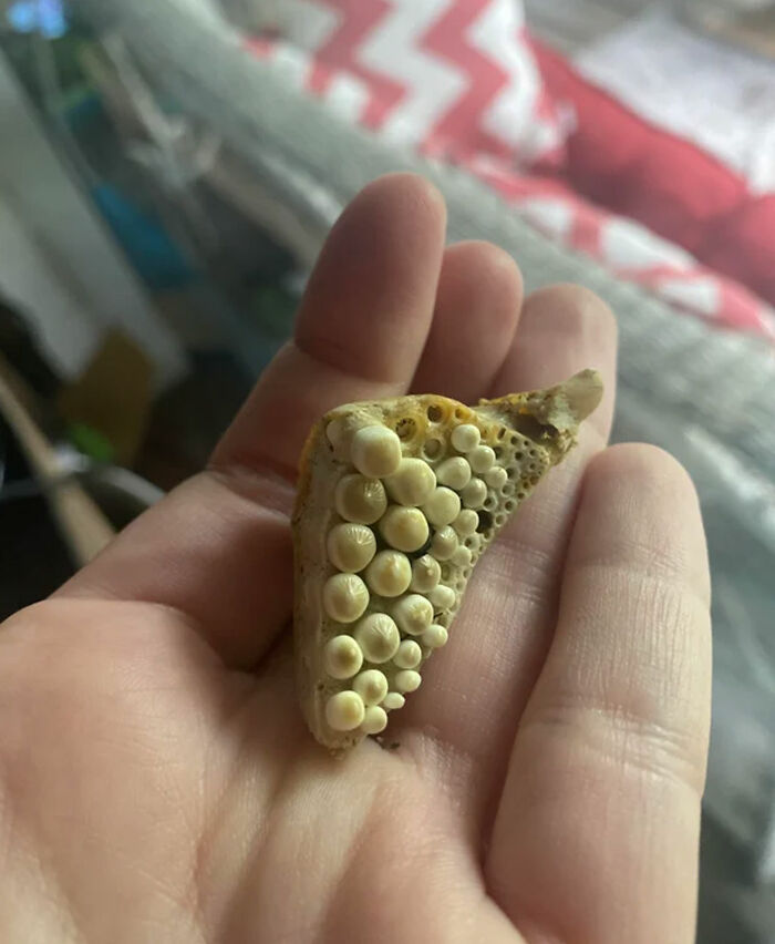 Found On A Beach Of Lake Erie. I’ve Lived Near The Lake My Whole Life And Never Have Seen Something Like This