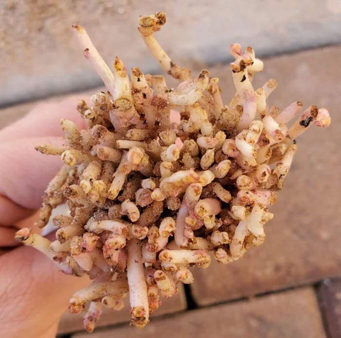 This Root Cluster Pushing Up Under My Brick Pathway