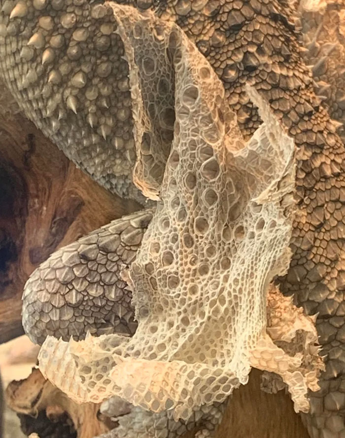 My Bearded Dragons Shedded Skin
