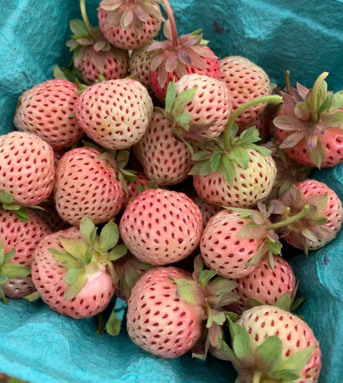 Pineberries. White Strawberries That Taste Like Pineapple