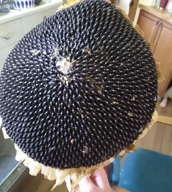 This Gigantic Sunflower