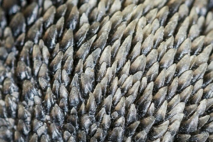 Close Up Of Dogs Paw Pads