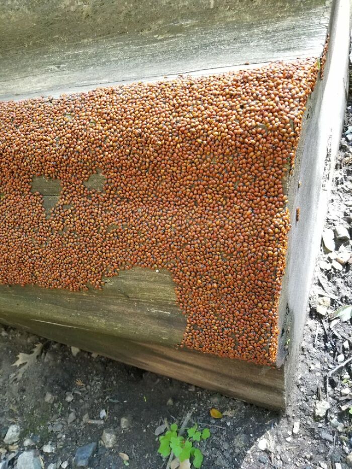 A Gathering Of Ladybugs I Stumbled Upon In The Mountains