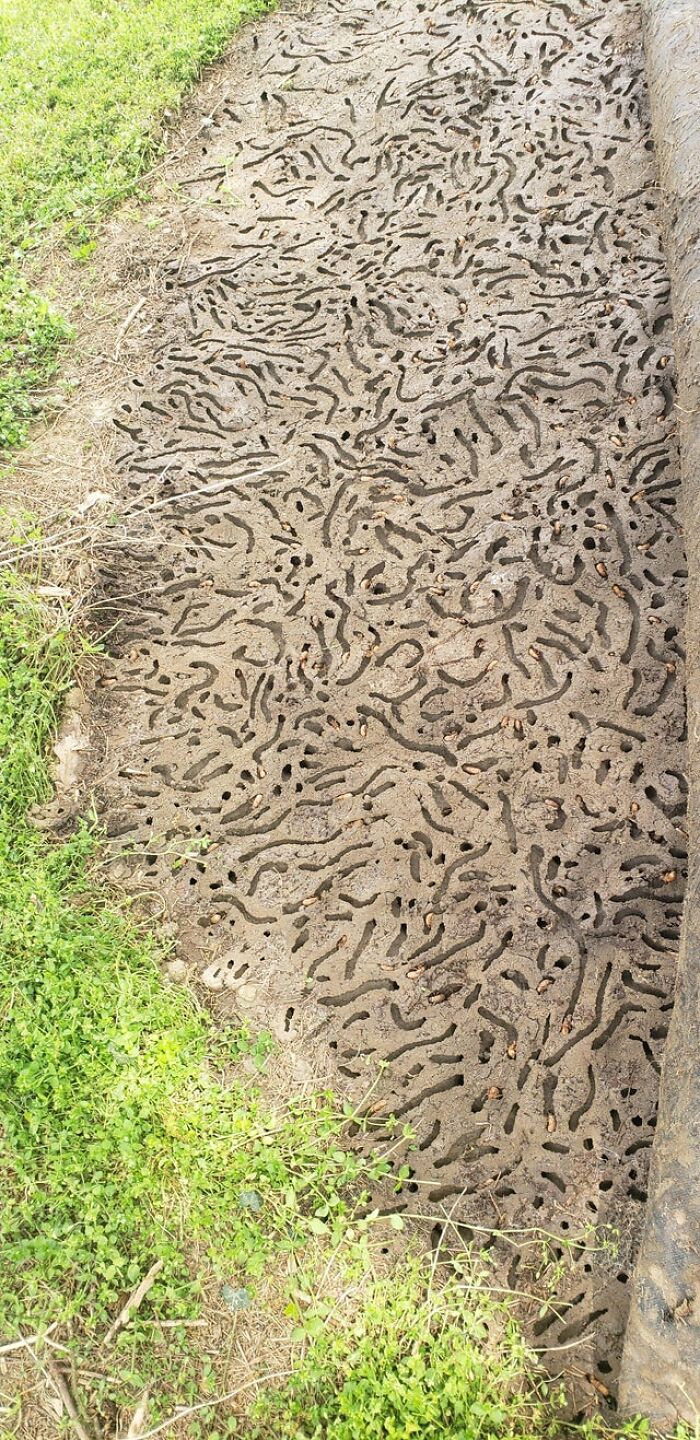 The 17 Year Cicadas Are Coming Up In Maryland!