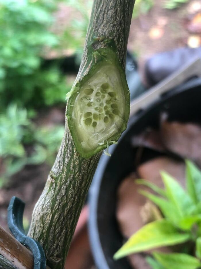 Wasps Eggs In My Lemon Tree