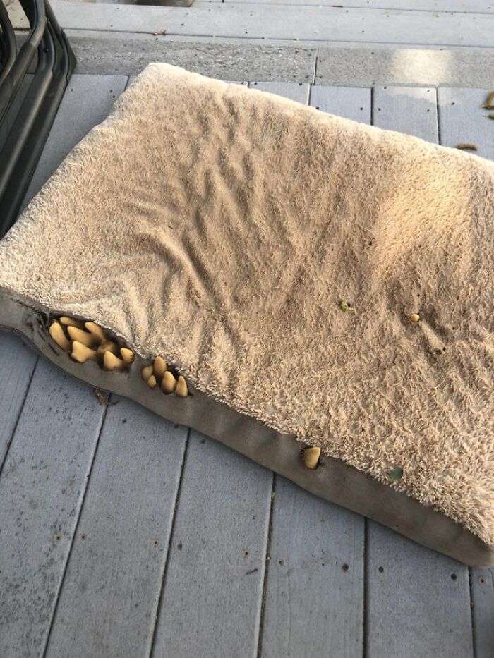 My Dogs Old Outside Bed. Time To Burn It