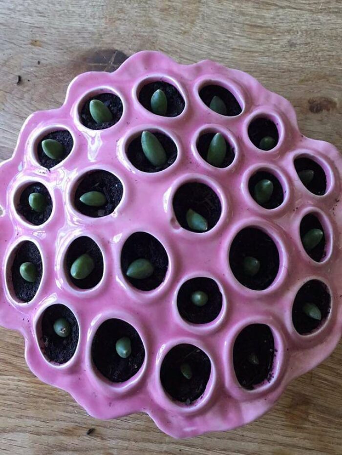 I Didn't Know It Came In Planter Shape, Definitely Not Welcome In My House