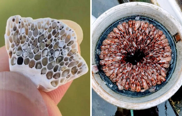 People Are Sharing Their Unexpected Trypophobia Moments, And Here Are 30 Pics That Creeped Them Out