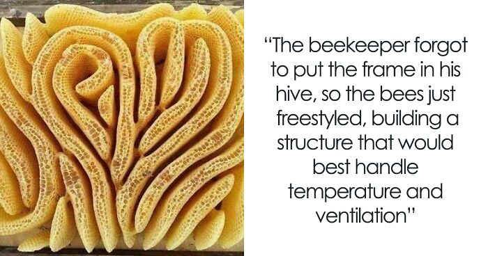 People Are Sharing Their Unexpected Trypophobia Moments, And Here Are 30  Pics That Creeped Them Out