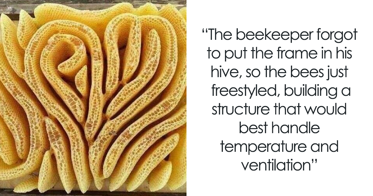 People Are Sharing Their Unexpected Trypophobia Moments, And Here