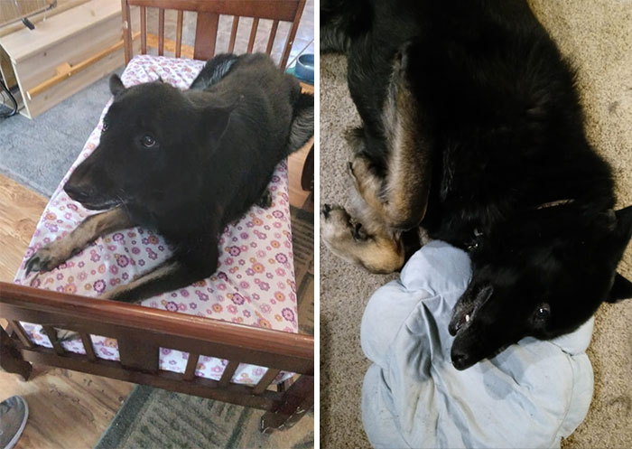 He Was The Runt Of The Litter 10 Years Ago