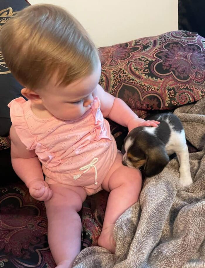 My Daughter's Babysitter Got A Very Smol Beagle. I'm So Happy Because My Landlord Doesn't Allow Pets, But Now She Gets One During The Day Anyway