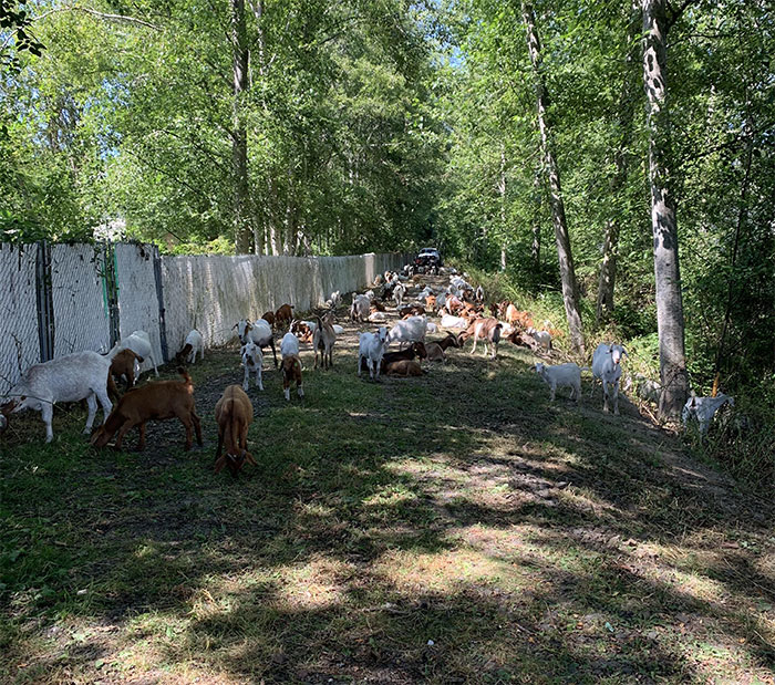 My Apartment Complex Rented Out 200 Goats To Eat Away At The Overgrown Path And Riverbed Behind Our Buildings