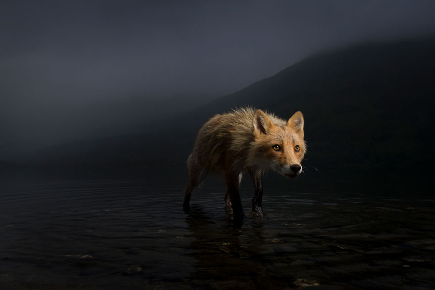 Storm Fox By Jonny Armstrong (USA), Highly Commended In Animal Portraits
