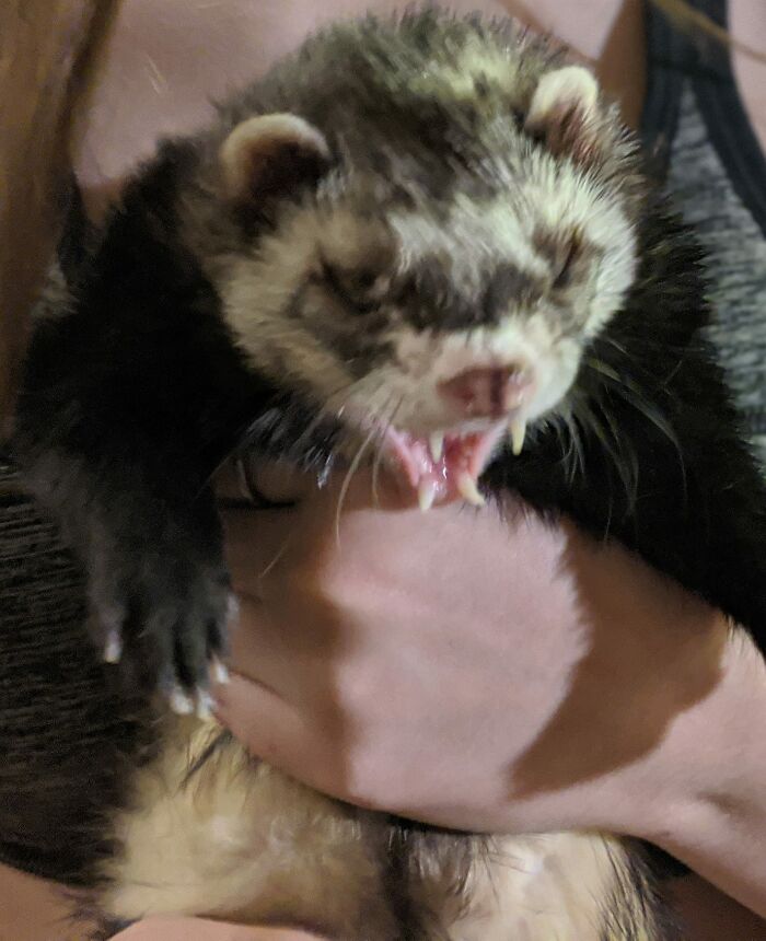 Zubie The Ferret Yawning, Or Possessed Teddy Bear?