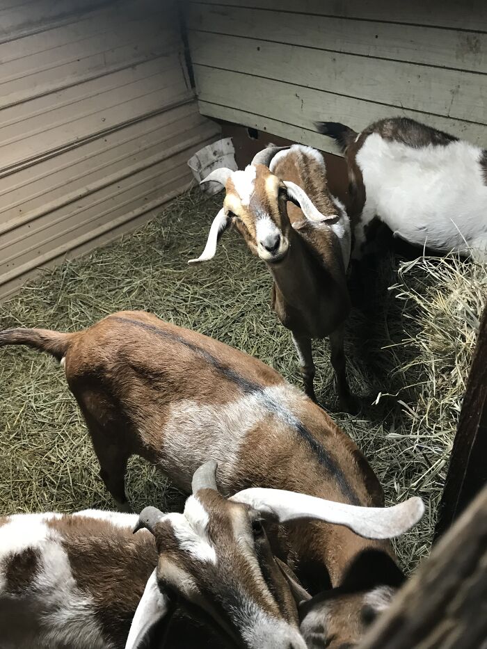 A New Kind Of Animal Rescue: Check Out These Cute Goats And Sheep