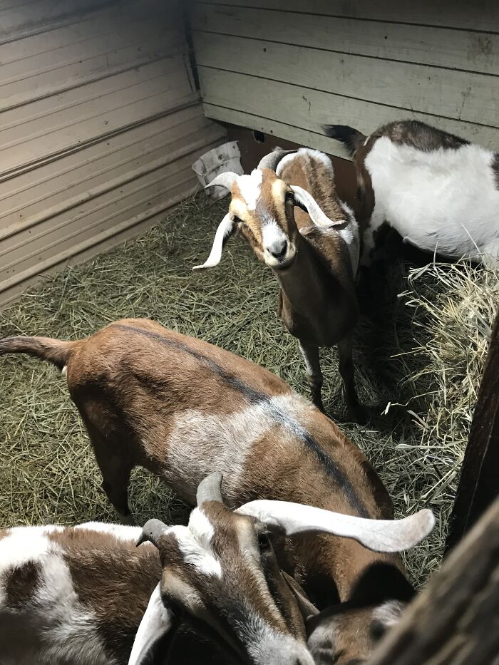 A New Kind Of Animal Rescue: Check Out These Cute Goats And Sheep A New Kind Of Animal Rescue: Check Out These Cute Goats And Sheep
