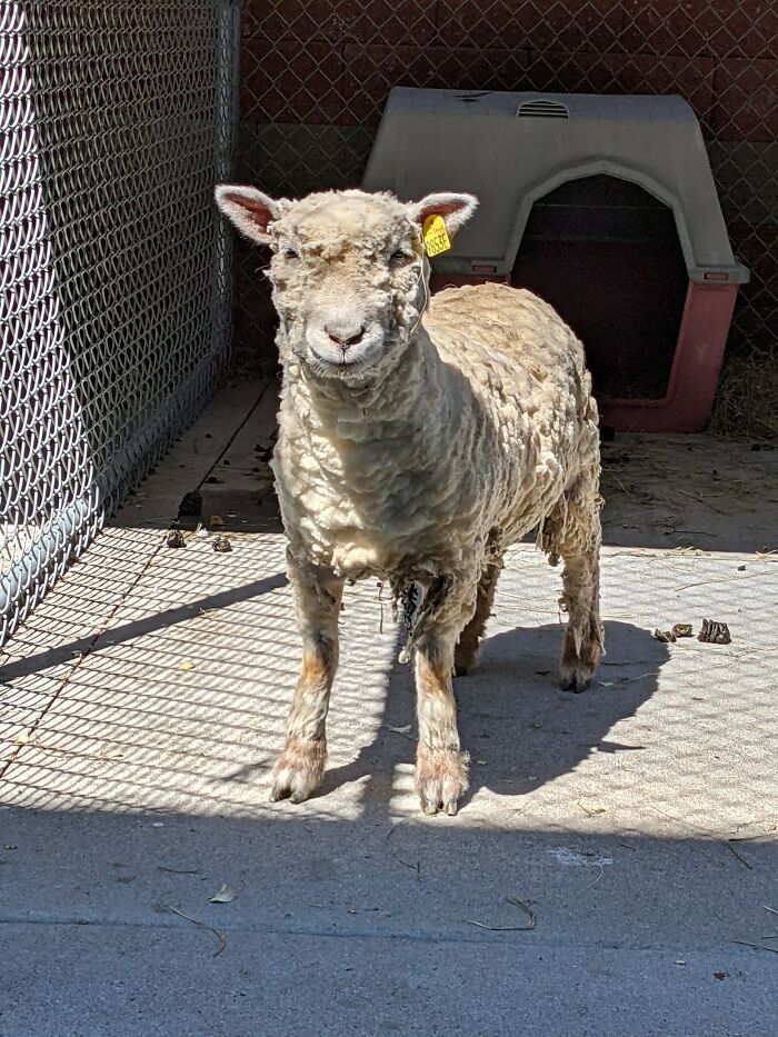 A New Kind Of Animal Rescue: Check Out These Cute Goats And Sheep A New Kind Of Animal Rescue: Check Out These Cute Goats And Sheep
