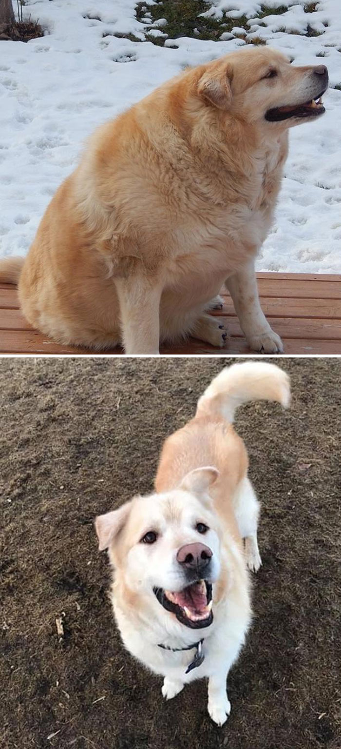 From Absolute Unit On The Brink Of Being Put Down Due To Health Issues, To A Smiling Boy
