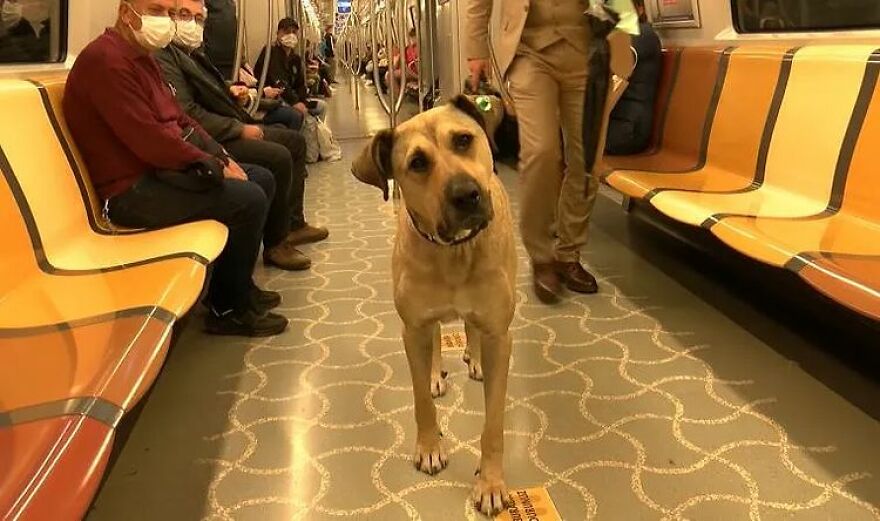 People Saw This Dog Using Public Transport In Istanbul, So Authorities Put A Tracker On Him - Turns Out He Travels Over 30 Kilometers A Day People Saw This Dog Using Public Transport In Istanbul, So Authorities Put A Tracker On Him - Turns Out He Travels Over 30 Kilometers A Day