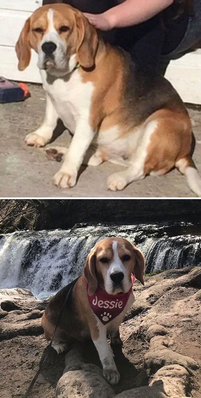 Swipe For Progress Pics. Jessie Was A Hekkin Chonk. We Are Very Proud Of Her!