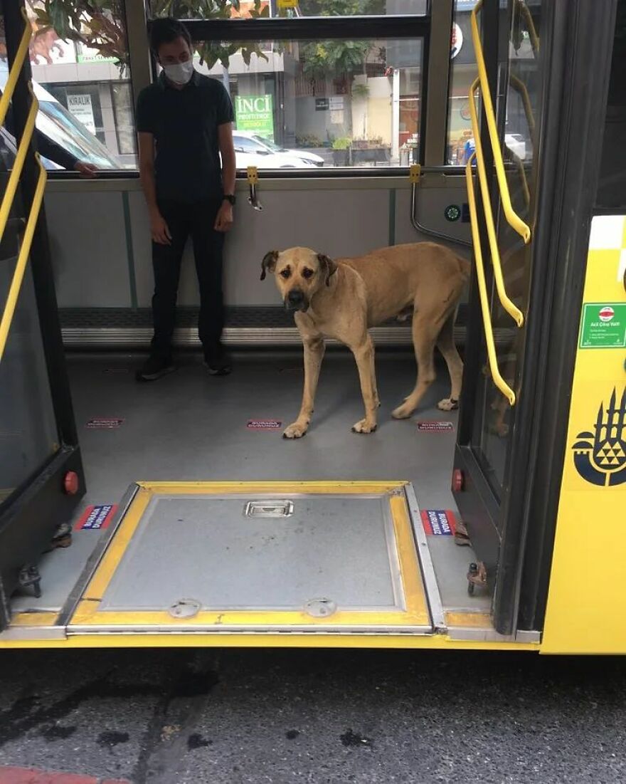 People Saw This Dog Using Public Transport In Istanbul, So Authorities Put A Tracker On Him - Turns Out He Travels Over 30 Kilometers A Day