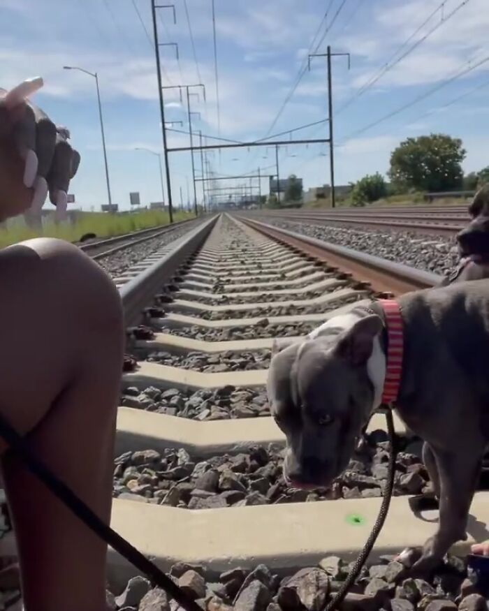 Woman Rescues An Abandoned Pit Bull From Railroad Tracks Seconds Before Train Comes