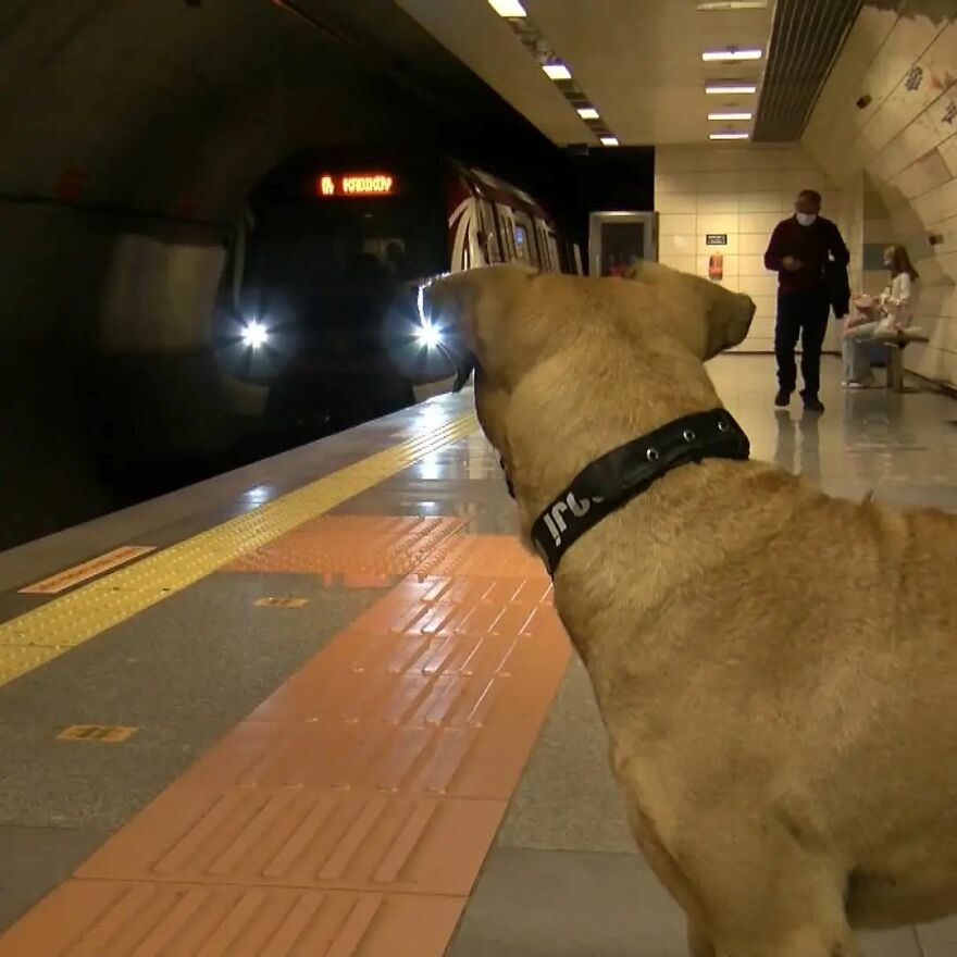 People Saw This Dog Using Public Transport In Istanbul, So Authorities Put A Tracker On Him - Turns Out He Travels Over 30 Kilometers A Day People Saw This Dog Using Public Transport In Istanbul, So Authorities Put A Tracker On Him - Turns Out He Travels Over 30 Kilometers A Day
