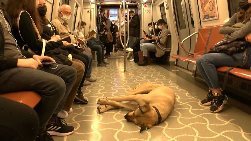 People Saw This Dog Using Public Transport In Istanbul, So Authorities Put A Tracker On Him - Turns Out He Travels Over 30 Kilometers A Day People Saw This Dog Using Public Transport In Istanbul, So Authorities Put A Tracker On Him - Turns Out He Travels Over 30 Kilometers A Day