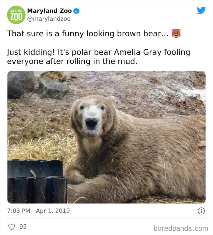 Funny Bear