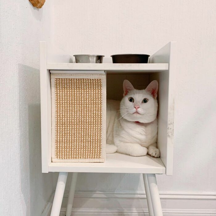 Meet Tuna, A Cat Who Befriends Delivery Men And Her Owner Posts About It On Instagram Meet Tuna, A Cat Who Befriends Delivery Men And Her Owner Posts About It On Instagram