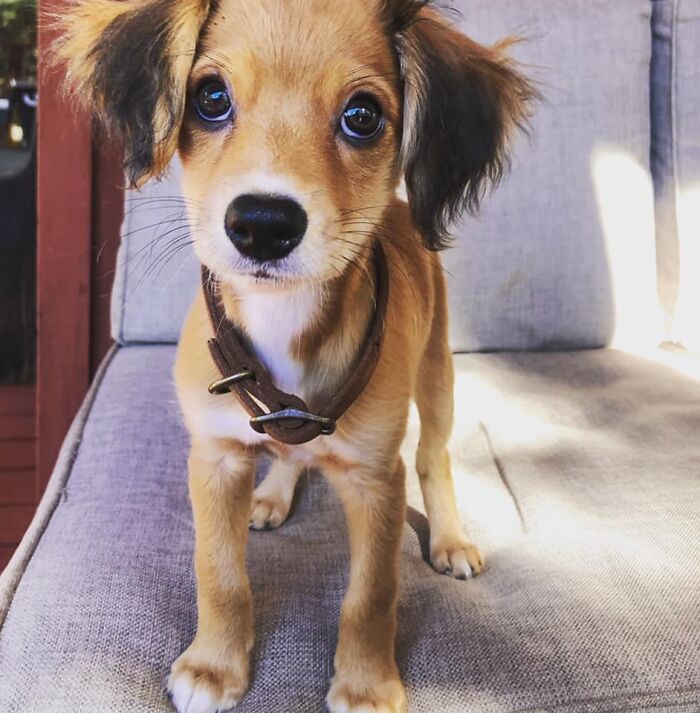 Boogie Man A.K.A. Bear