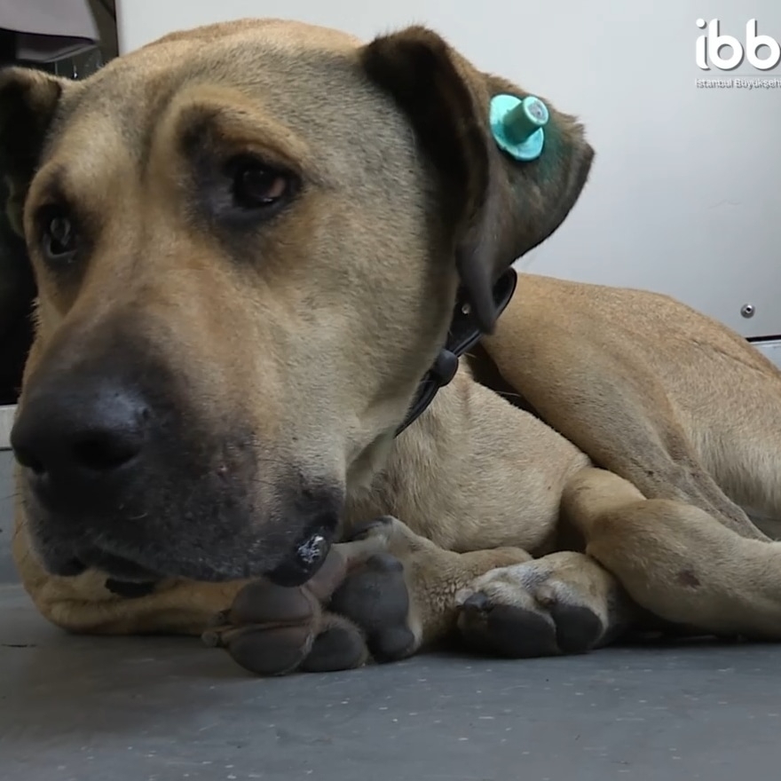 People Saw This Dog Using Public Transport In Istanbul, So Authorities Put A Tracker On Him - Turns Out He Travels Over 30 Kilometers A Day People Saw This Dog Using Public Transport In Istanbul, So Authorities Put A Tracker On Him - Turns Out He Travels Over 30 Kilometers A Day