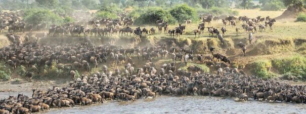122-tanzania-the-great-migration1-617b8b184a157.jpg