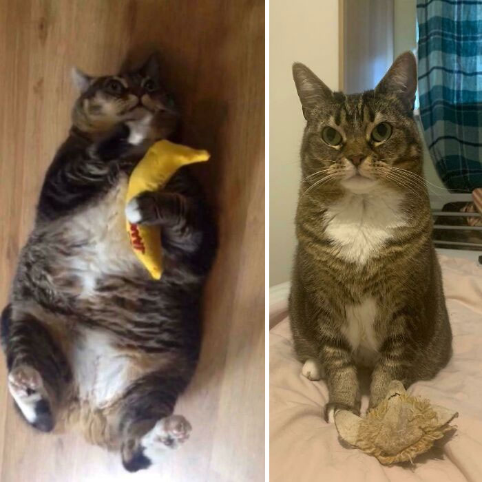 Almost Three Years Of Dechonkin’