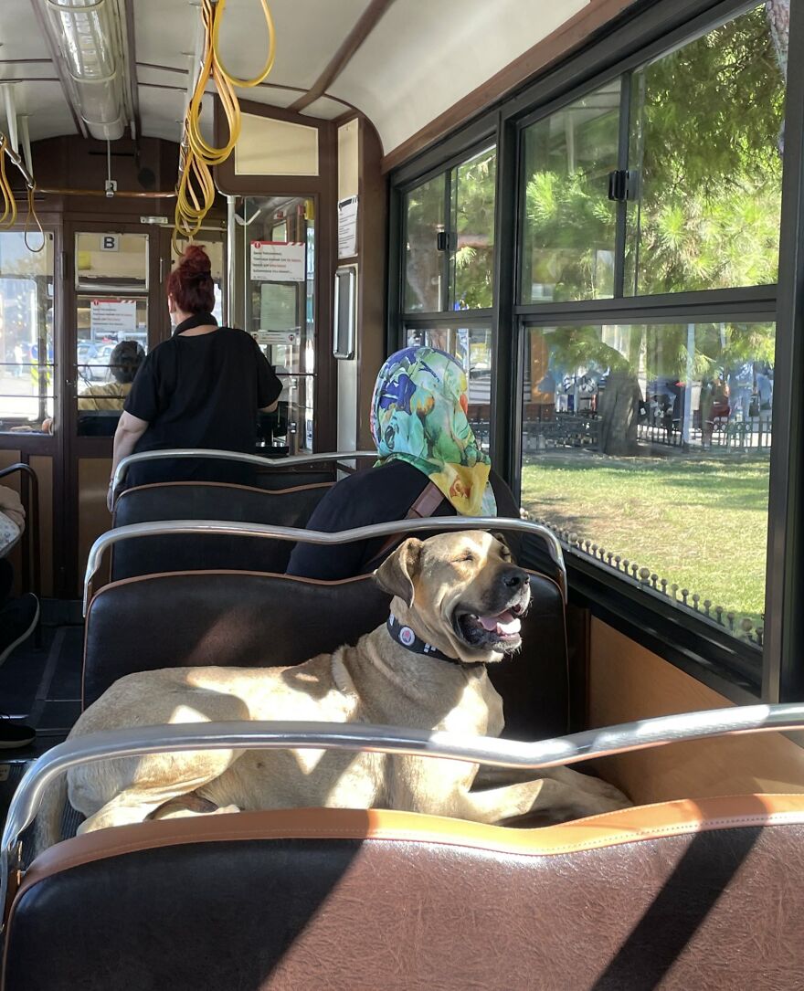 People Saw This Dog Using Public Transport In Istanbul, So Authorities Put A Tracker On Him - Turns Out He Travels Over 30 Kilometers A Day People Saw This Dog Using Public Transport In Istanbul, So Authorities Put A Tracker On Him - Turns Out He Travels Over 30 Kilometers A Day