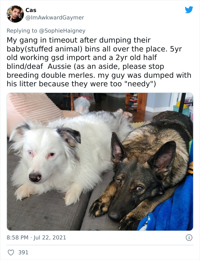 Doggos-Expelled-Daycare