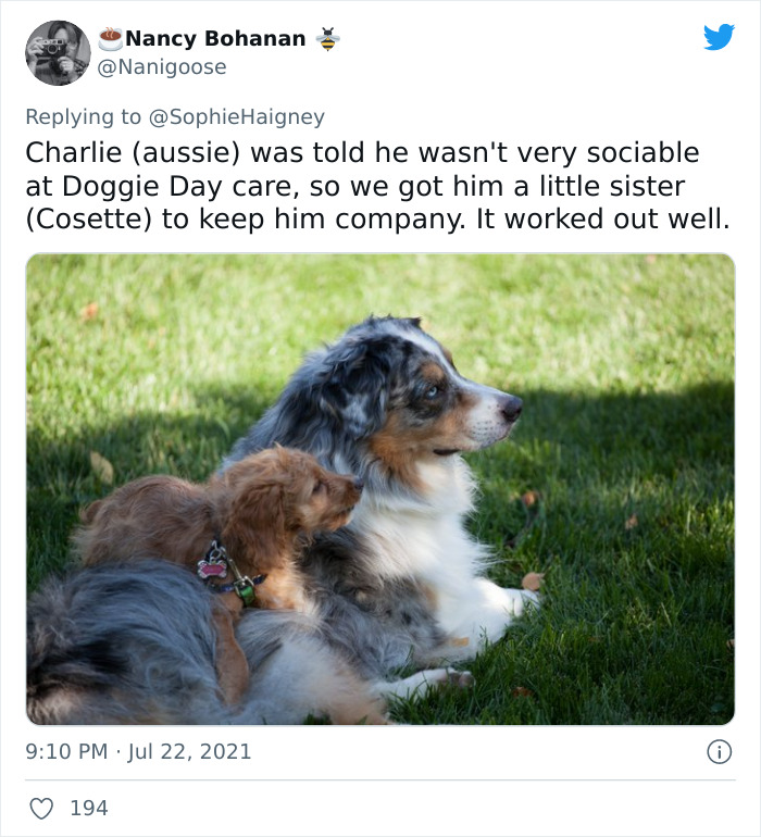 Doggos-Expelled-Daycare
