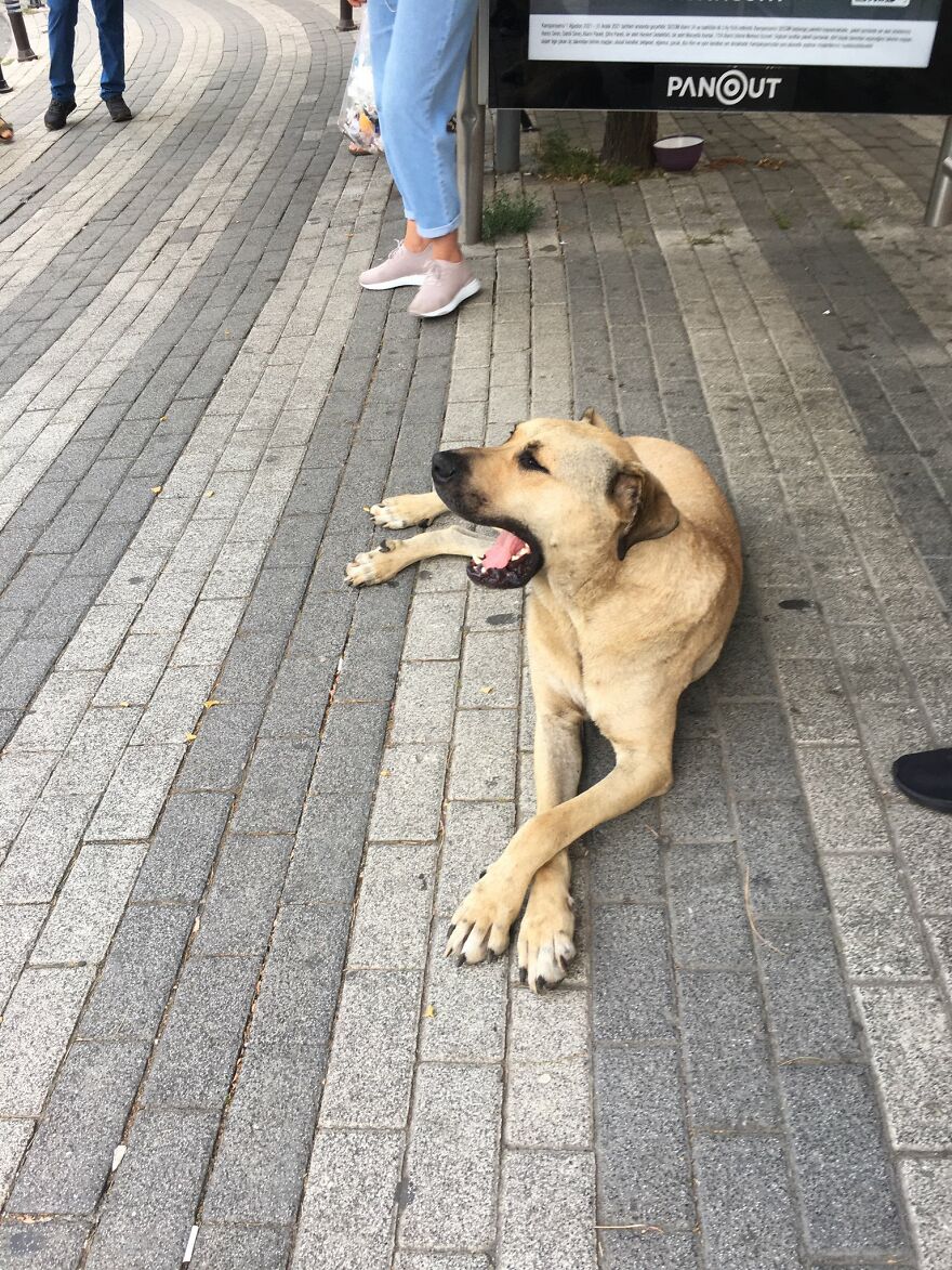 People Saw This Dog Using Public Transport In Istanbul, So Authorities Put A Tracker On Him - Turns Out He Travels Over 30 Kilometers A Day People Saw This Dog Using Public Transport In Istanbul, So Authorities Put A Tracker On Him - Turns Out He Travels Over 30 Kilometers A Day