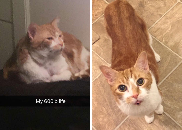 The Cutest Ex-Chonker