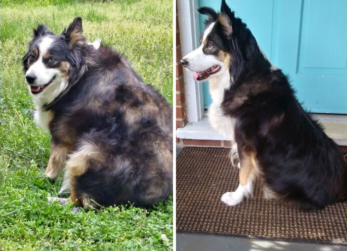 El progreso de Sookie: un 90% menos gordita. Comencé a cuidarla hace 7 meses, luego de que la abandonaran en un criadero de perros cuando pesaba 33 kilos. La adoptamos hace un mes y, ahora, ¡pesa 21 kilos!