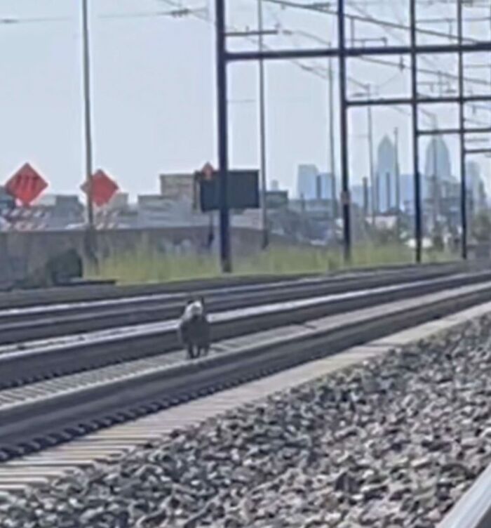 Woman Rescues An Abandoned Pit Bull From Railroad Tracks Seconds Before Train Comes