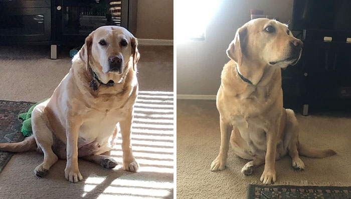 When We Adopted Willow, She Weighed 127 Pounds- Now She’s Down To 106!