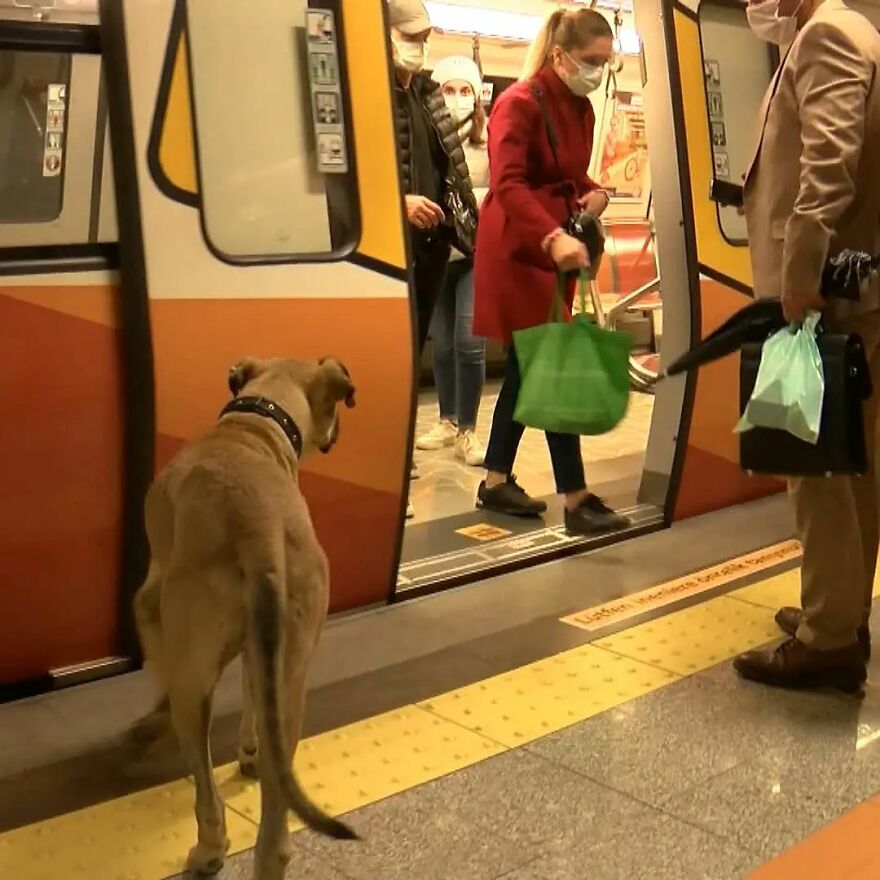 People Saw This Dog Using Public Transport In Istanbul, So Authorities Put A Tracker On Him - Turns Out He Travels Over 30 Kilometers A Day People Saw This Dog Using Public Transport In Istanbul, So Authorities Put A Tracker On Him - Turns Out He Travels Over 30 Kilometers A Day