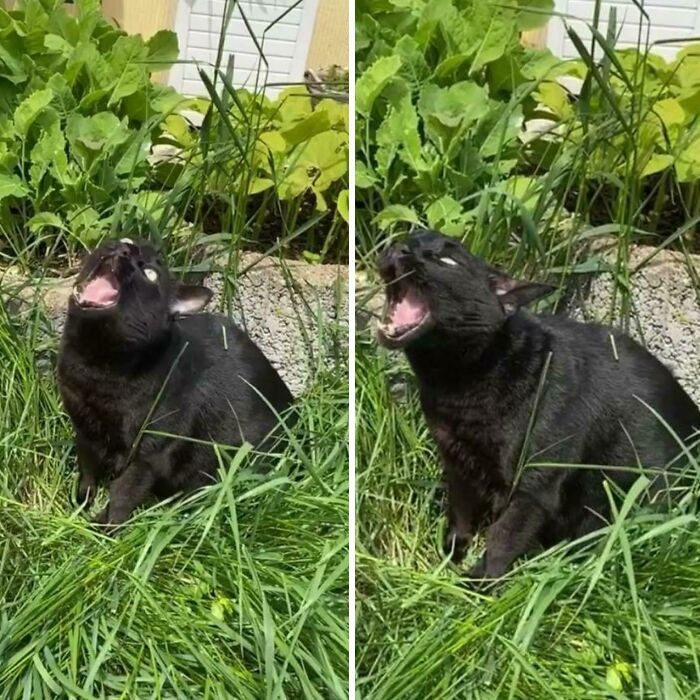 When There Is So Much Grass And Your Cat Doesn't Know How To Chomp It