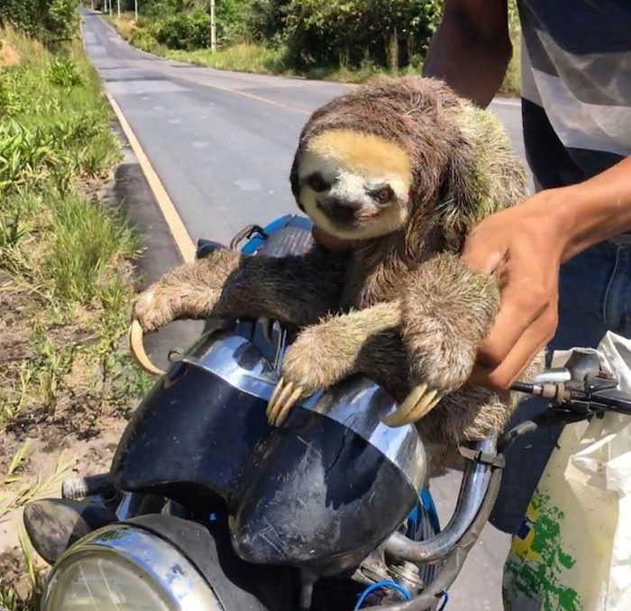 Básicamente, este perezoso se robó una moto en Brasil 