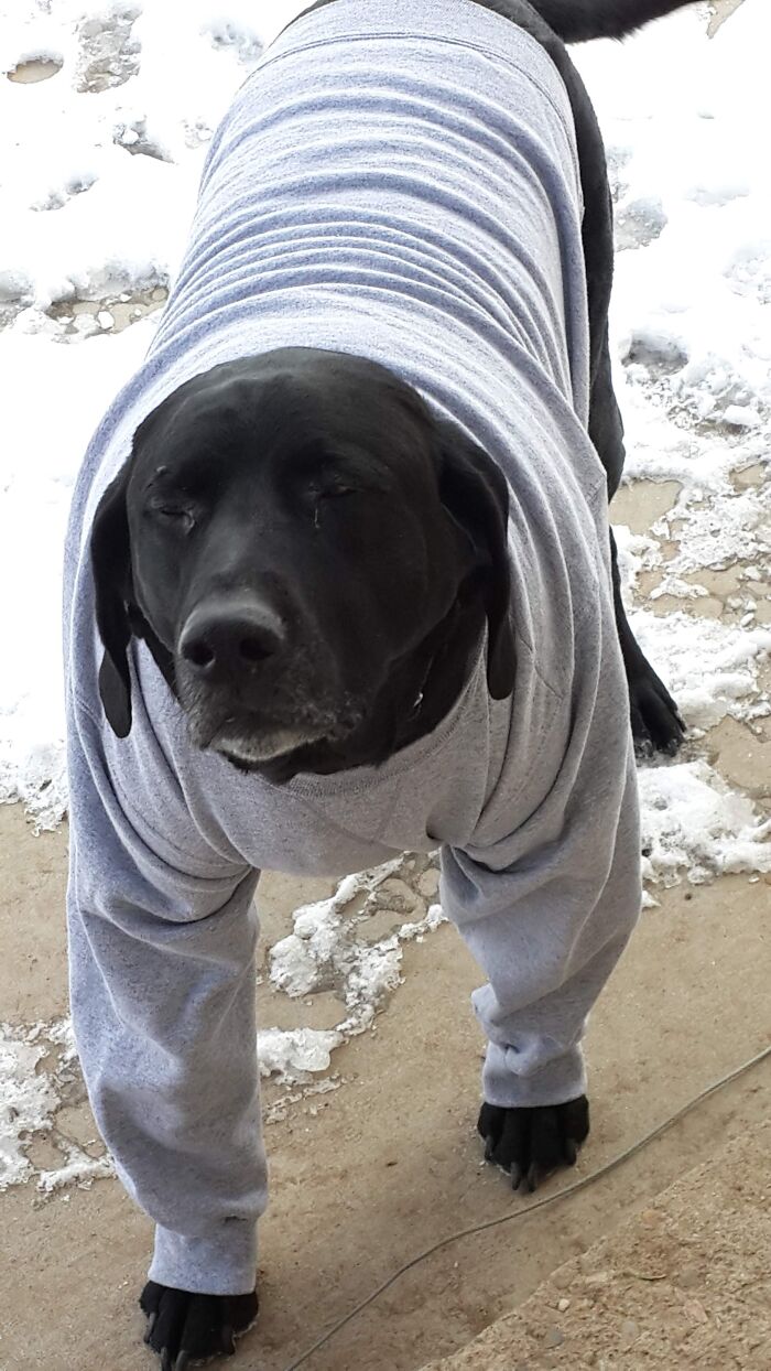 He Was Too Big For A Normal Dog Sweatshirt So He Borrowed My Dad's. He Was Such A Good Dog❤