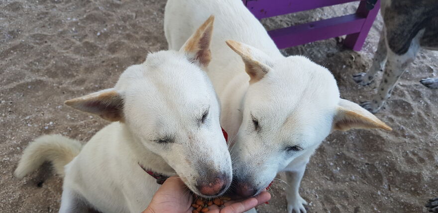 I Photograph Stray Dogs That We Befriend With In Bali Beaches (20 Pictures)